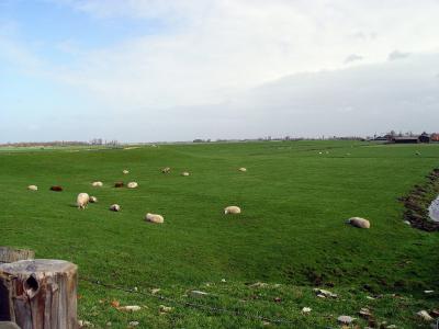 Sheep laying around