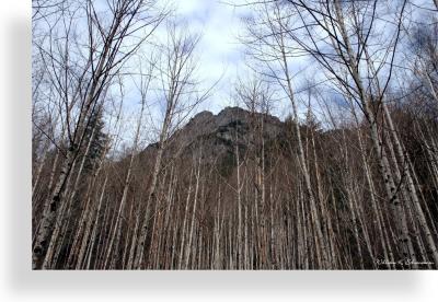 u44/wildwillie/medium/40629717.Birchtreejail.jpg