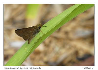 This is a Skipper, but I am not sure which? It could be Neamathla, Swarthy, or after looking at Dun, could be that?  I guess that is what makes them interesting, being hard to pin down.