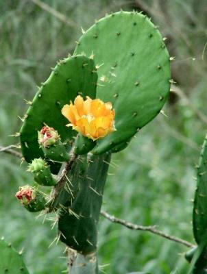 texas prickly pear