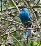 indigo bunting