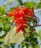 white-angled sulphur