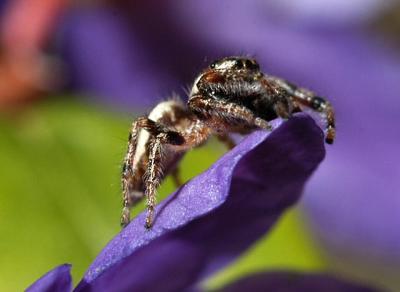 Jumping Spider