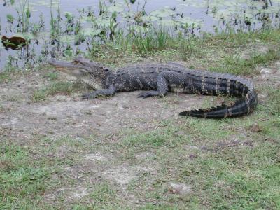 Hungry Gator