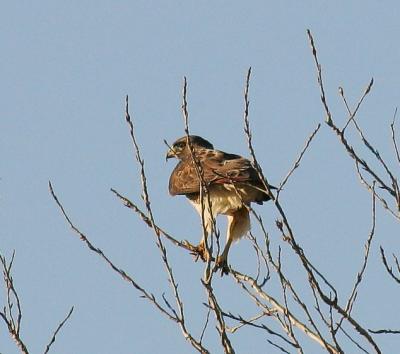 Hawk - Unknown