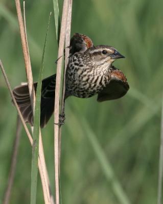 9851 Red-winged Blackbird (female)