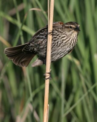 9911 Red-winged Blackbird (female)