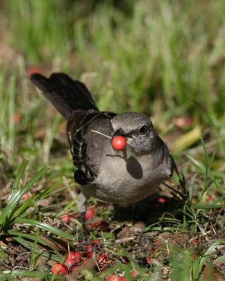 Canon 1D Mark II Gallery - Feeding Birds