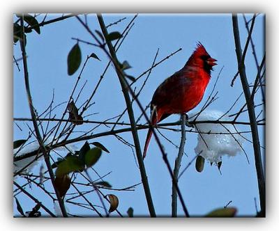 Cardinal