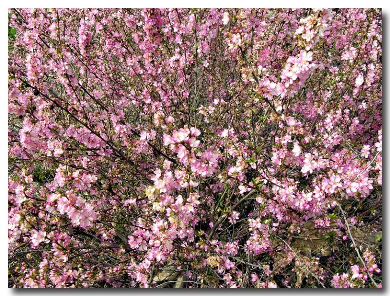 Flowering Almond