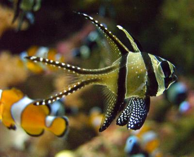 Bangaii Cardinalfish