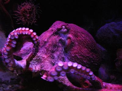 Octopus