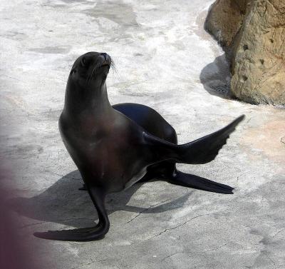 Young female sea lion showing off