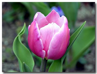 Eraly Tulip