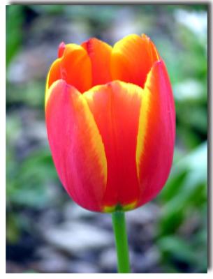 Eraly Tulip