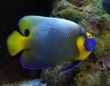 Emperor Angelfish