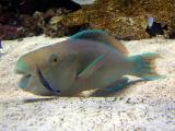 Parrot fish w/ cleaner wrasse