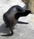 Young female sea lion saluting