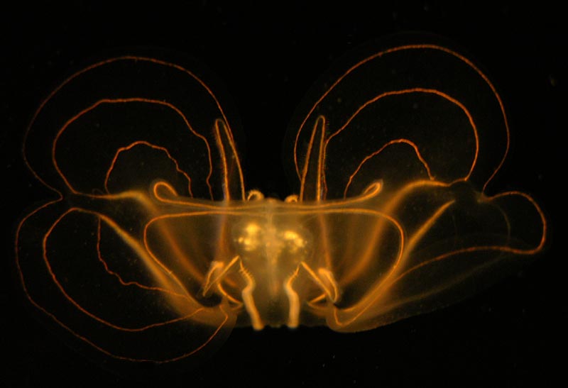 Comb jelly (end view)