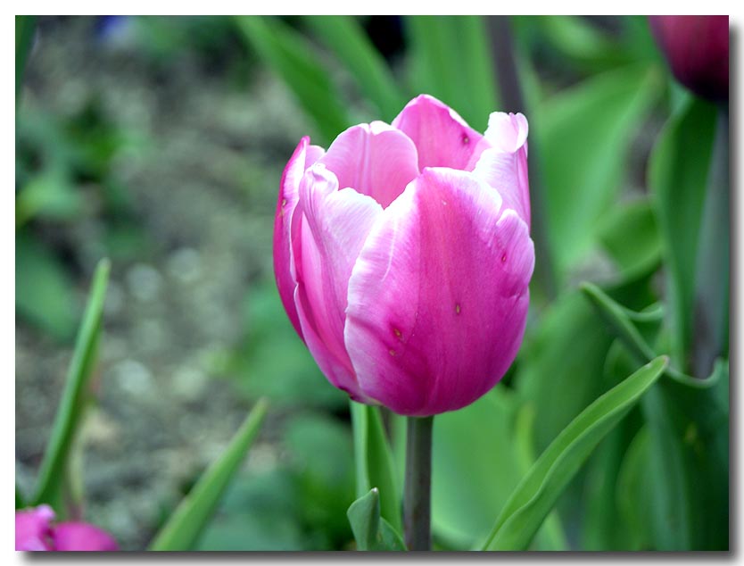 Early Tulip