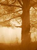 Sunlight, Tussey Mountain, PA