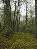 Lost in the woods, Tussey Mountain, PA