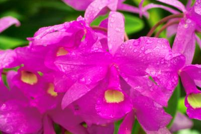 orchid
