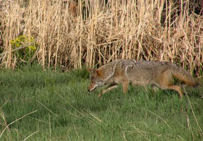coyotehunting 4-04.jpg