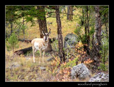 9-04woodlandpronghorn.jpg