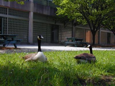 Canada Geese 1