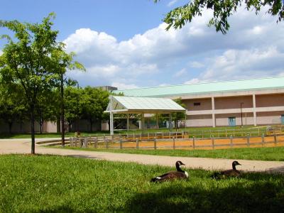 Canada Geese 2