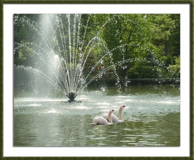 EDIT_DSC_7953_W_MAY_SWANS.jpg