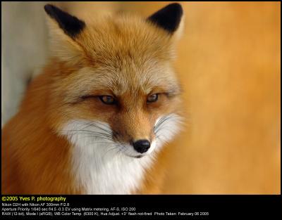 Red Fox ...