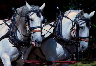 Horse Wagon Rides.jpg