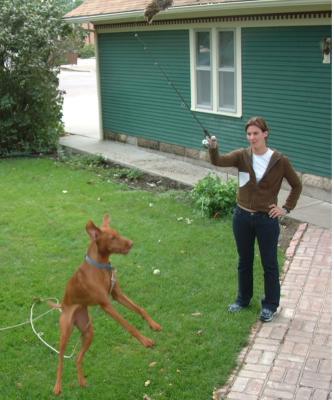 Stella hunting in Nebraska, September 03.jpg