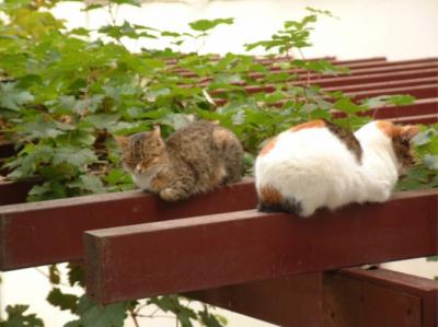 Cats, Epidavros, Greece, October 03.jpg