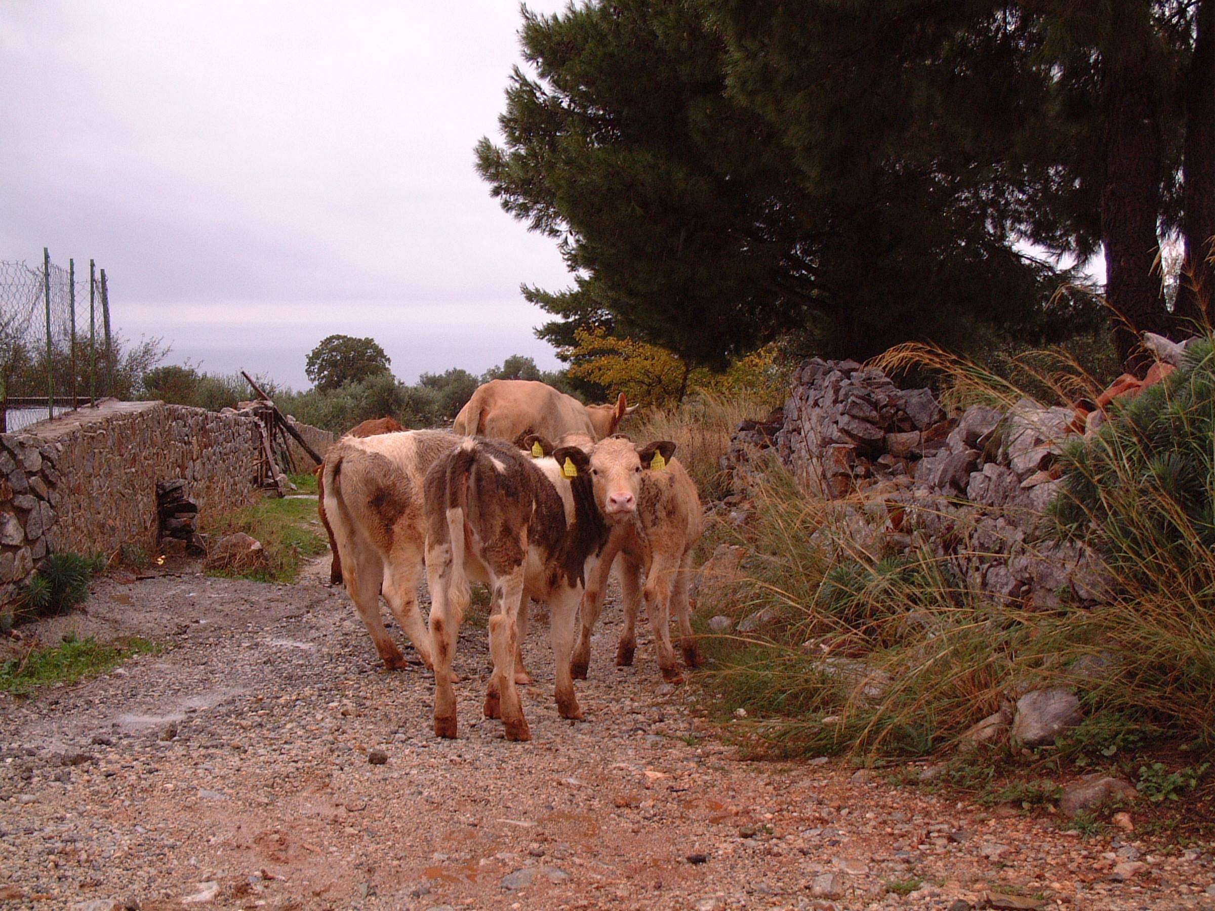 What are you looking at, Greece 2003.jpg