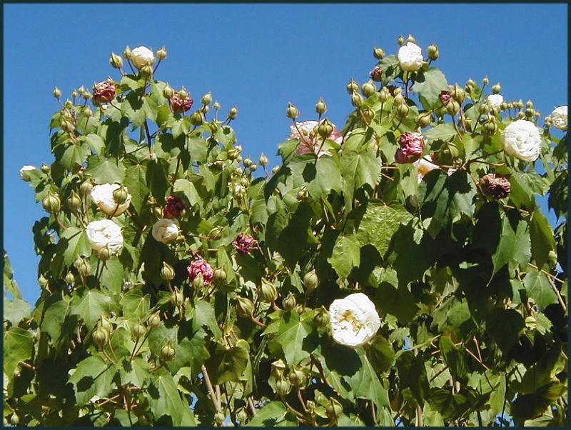 flowering tree