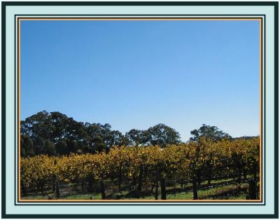 Vines - 2