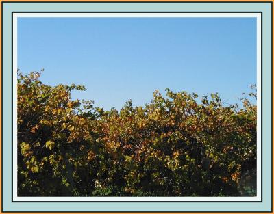 Vines - 3