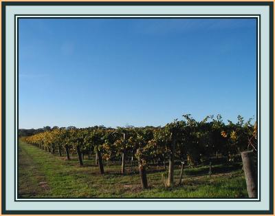 Vines - 4