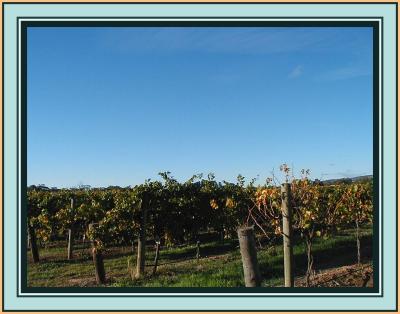Vines - 6