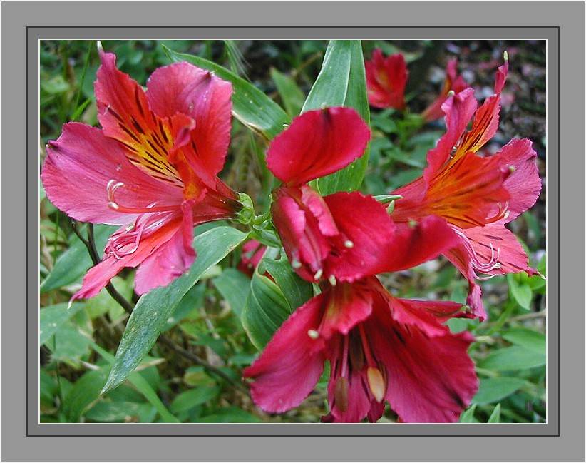 Alstroemeria - red