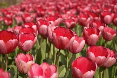 Tulips, Araluen, Western Australia.