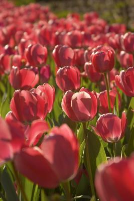 Tulips, Araluen, Western Australia.