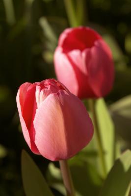 Tulips, Araluen, Western Australia.