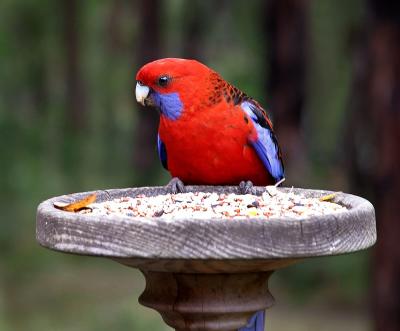 Rosella, Mornington Peninsula, Victoria, Australia.