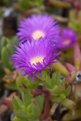 Pigface, Indijup, Leeuwin-Naturaliste National Park, Western Australia.