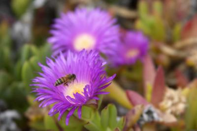 Pigface, Indijup, Leeuwin-Naturaliste National Park, Western Australia.