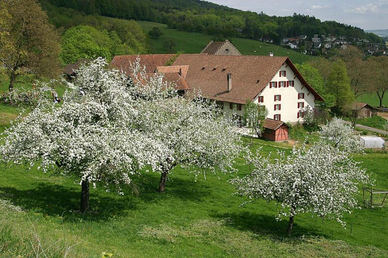 Bauernhaus in Wildegg